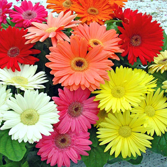 Gerbera Daisy Flower Seeds
