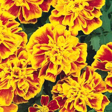French Marigold 'Bonanza Yellow' – Bright & Cheerful Garden Flower