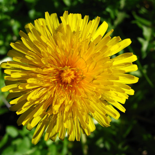 French Dandelion Flower Seeds