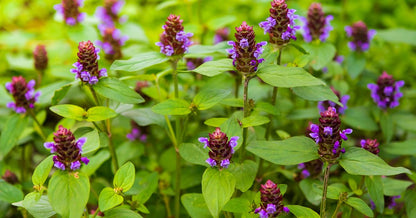 Heal All (Self Heal) Prunella vulgaris Purple Herb Flower Seeds