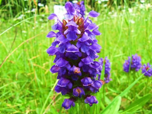 Heal All Self Heal Prunella Vulgaris Purple Herb Flower Seeds heirloom non-gmo organic garden seeds