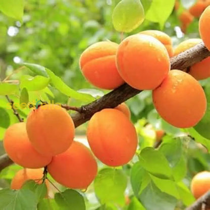 Apricot Fruit Seeds for Planting Grow Your Own Sweet Apricots