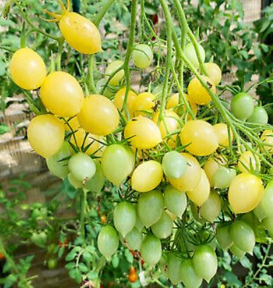 Barry's Cherry Seeds for Planting Delicious Fruit Planting Seeds