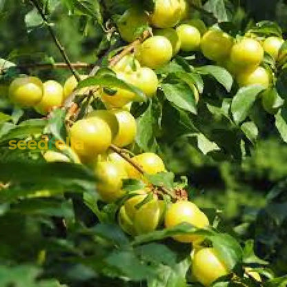 Mirabelle Plum Seeds for Fruit Planting Perennial Spring Growth