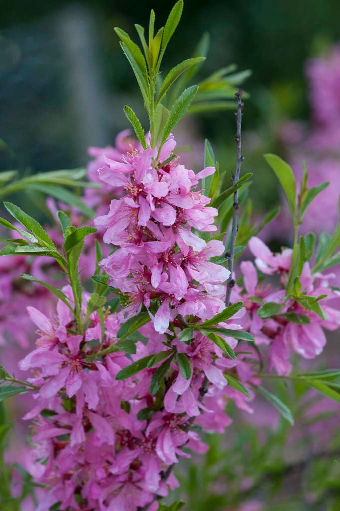 Dwarf Russian Almond (Prunus Tenella) - Rose Red & Pink Fragrant Flower Shrub Seeds