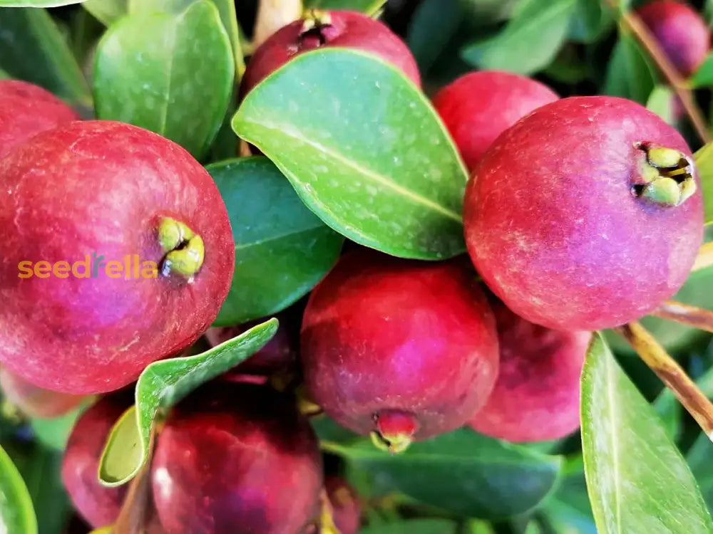 strawberry guava seeds Strawberry Guava Seeds For Planting Grow Your Own Delicious Fruit Organic Garden Seeds – Pure Asia Seeds