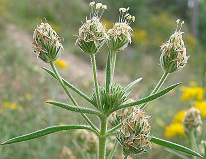黒いフランス産オオバコ（オオバコ科）薬草の花とノミの種