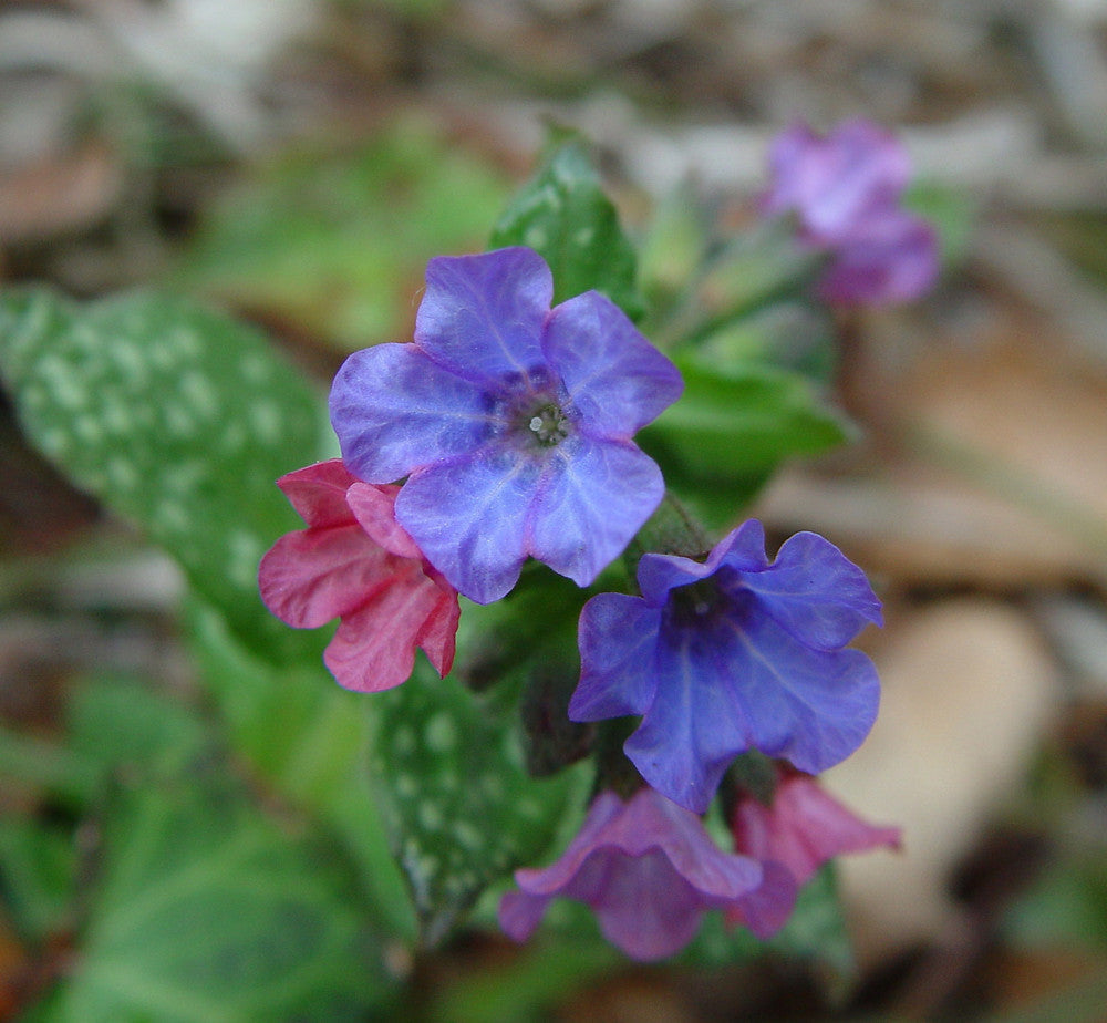 Pulmonaria Flower seeds for Planting Pollinator Friendly Heirloom & GMO Free Seeds for Home Garden 
 
 Sale seeds for home garden planting