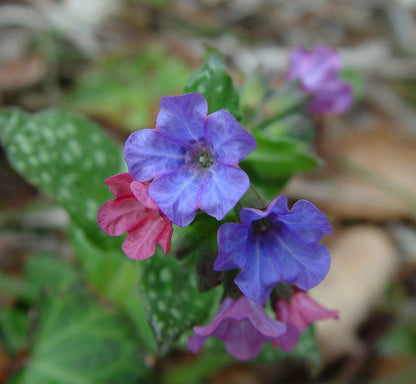Pulmonaria Flower seeds for Planting Pollinator Friendly Heirloom & GMO Free Seeds for Home Garden 
 
 Sale seeds for home garden planting