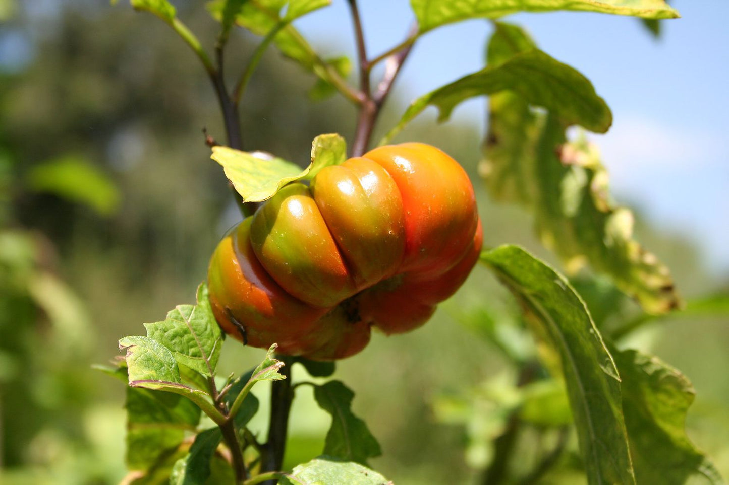 Ruffled Red Eggplant 'Pumpkin on a Stick' (Solanum melongena) Seeds – Edible & Ornamental