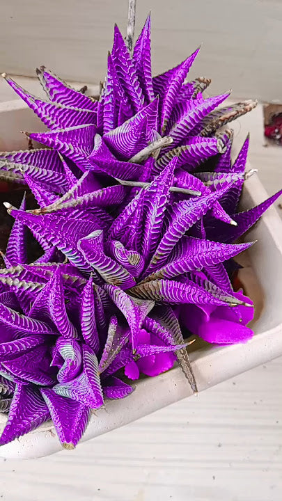 Aloe Cameron Seeds For Planting Purple Add The Striking Purple Aloe Cameron To Your Garden heirloom non-gmo organic garden seeds
