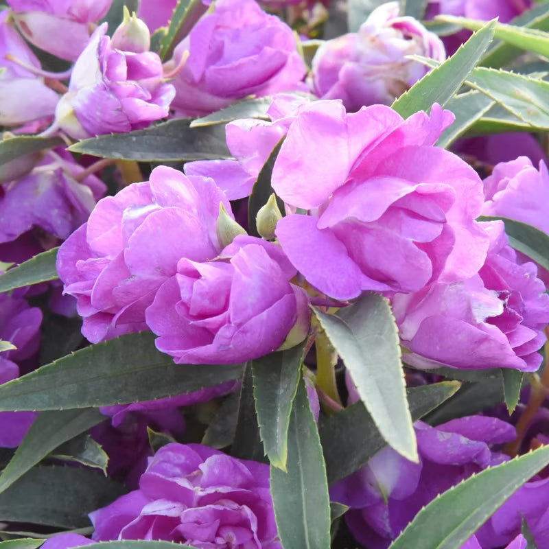 Purple Balsam Camellia Flower Seeds for Planting