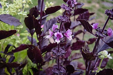 Dark Purple Basil Seeds for Aromatic and Flavorful Garden Herbs