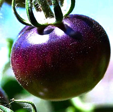 Brandywine Purple Tomato Seeds – Heirloom Tomatoes for Rich, Flavorful Harvests