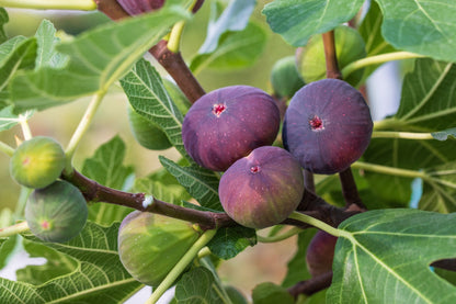 Common Edible Fig Tree (Ficus carica) Purple Brown Skin Pink Flesh Fruit Seeds