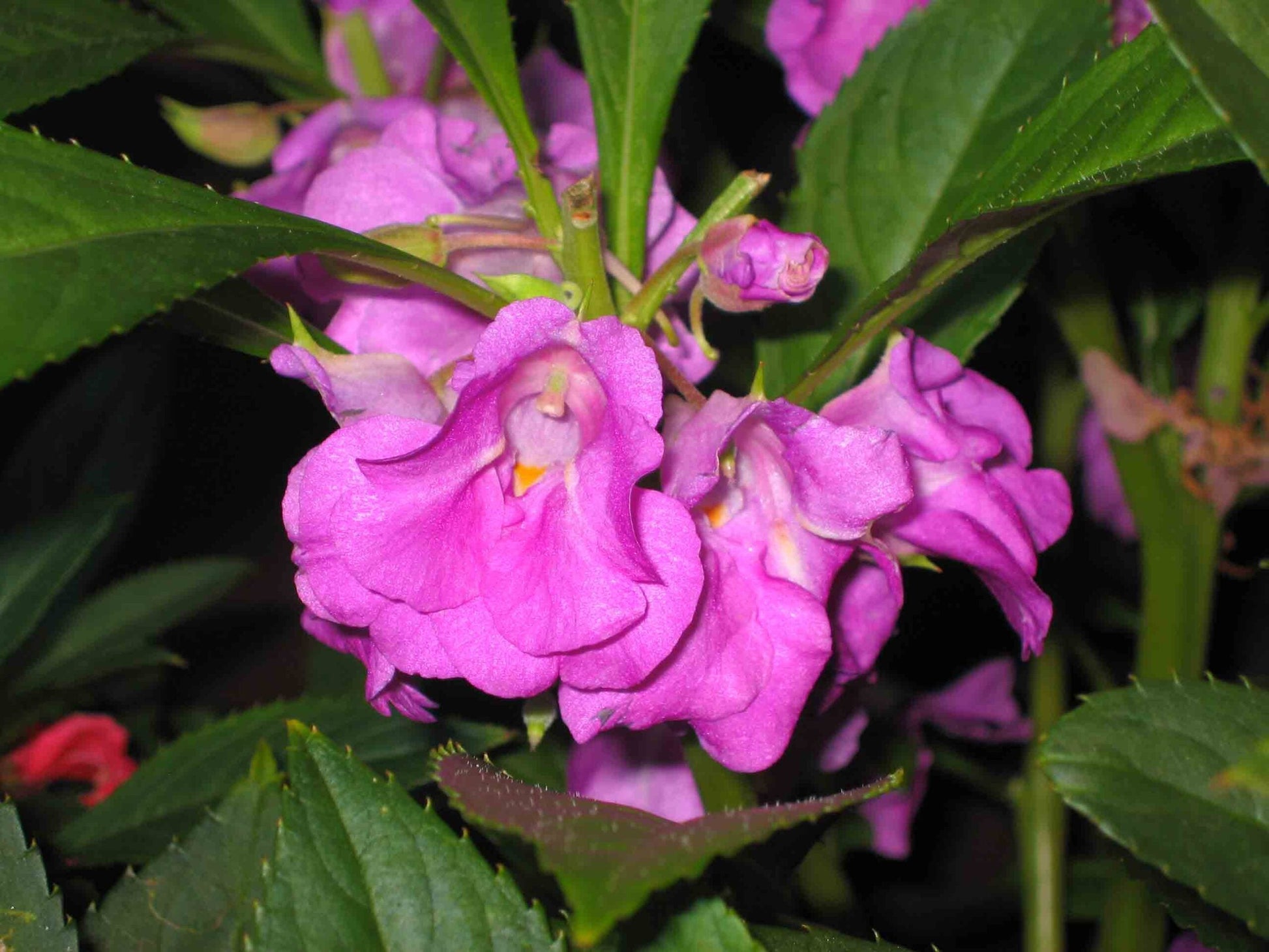 Close-up of Purple Camellia Flower petals