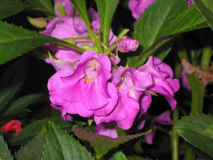 Close-up of Purple Camellia Flower petals