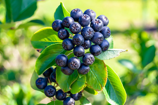 Purple Chokeberry Aronia Prunifolia Fruit Shrub Seeds With White Flowers heirloom non-gmo organic garden seeds