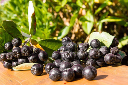 Purple Chokeberry (Aronia prunifolia) Fruit Shrub Seeds with White Flowers