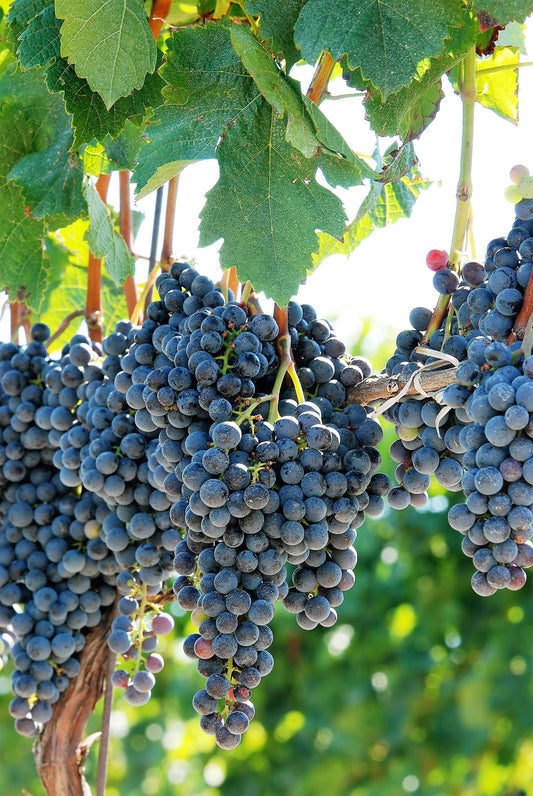 Purple Concord Grape Vitis Labrusca Fruit Vine Seeds – White Flowering Grapevine heirloom non-gmo organic garden seeds