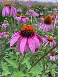 Echinacea Seeds - Purple Coneflower (Echinacea purpurea)