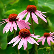 Purple Coneflower (Echinacea Purpurea) Heirloom Flower Herb Seeds