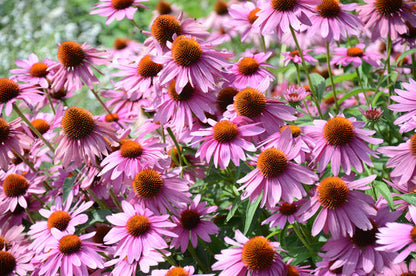 Purple Coneflower Echinacea Purpurea Heirloom Flower Herb Seeds heirloom non-gmo organic garden seeds
