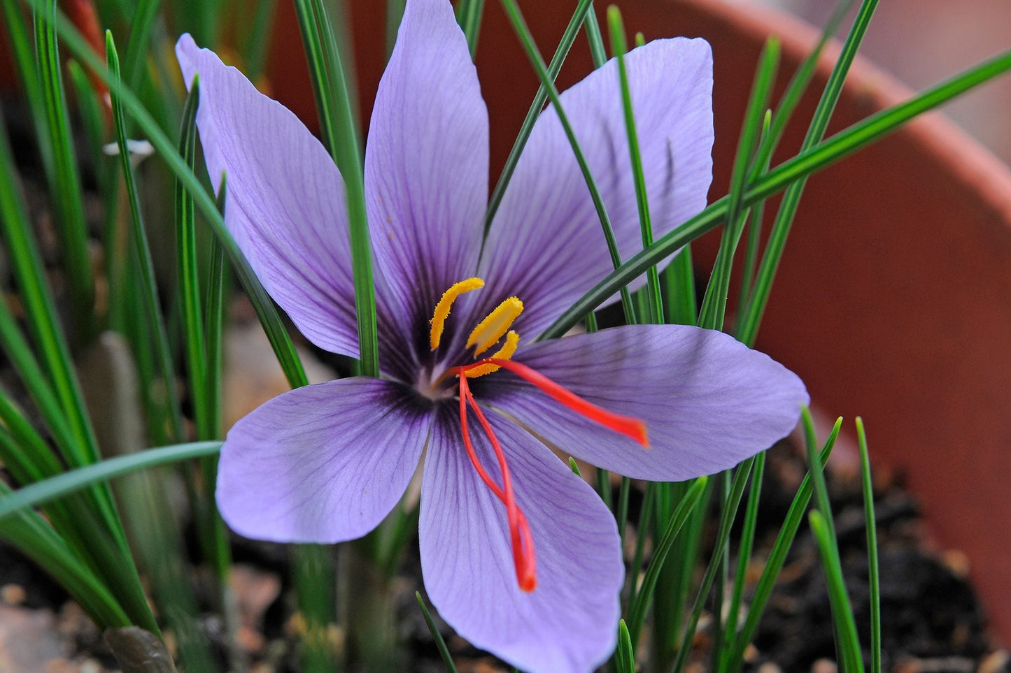 Purple Crocus Sativus Blooms  Non-GMO Flower Seeds