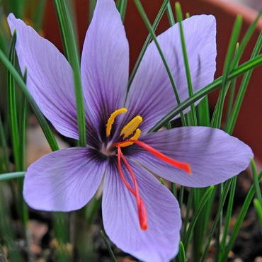 Hatsuga Saffron Crocus Mixed Flower seeds for Planting - Sun Loving, Heirloom & GMO Free Seeds for Home Garden