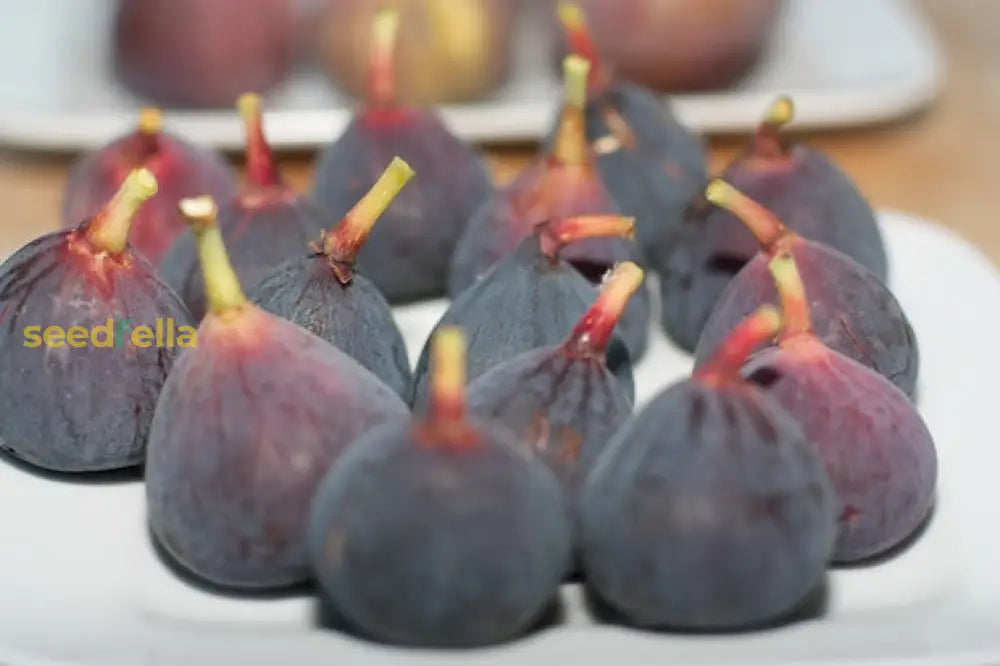 Purple Figs Fruit Planting Seeds Grow Your Own Sweet Figs In Your Garden! heirloom non-gmo organic garden seeds