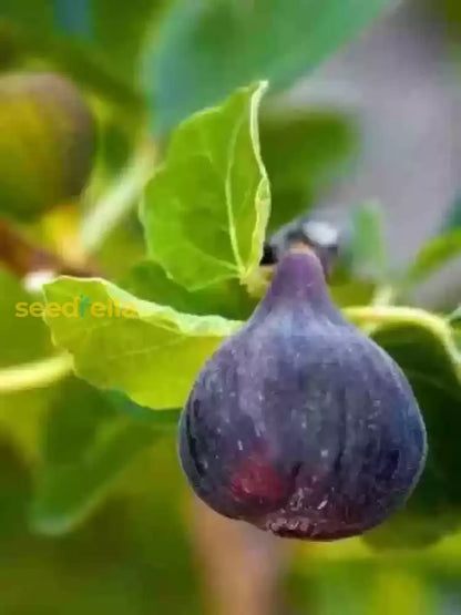 Purple Figs Fruit Planting Seeds - Grow Your Own Sweet Figs in Your Garden!