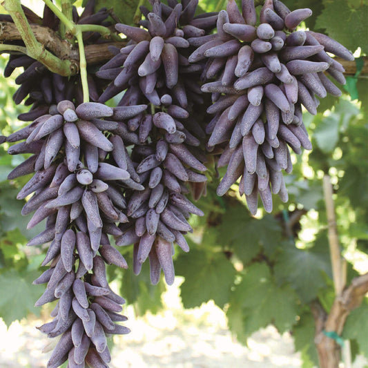 Purple Finger Grape Seeds For Easy Planting heirloom non-gmo organic garden seeds