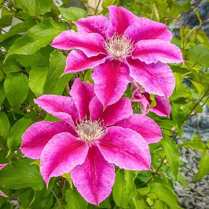 Pink Clematis Flower seeds for Planting Vibrant Colors Heirloom & GMO Free Seeds for Home Garden 
 
 Sale
