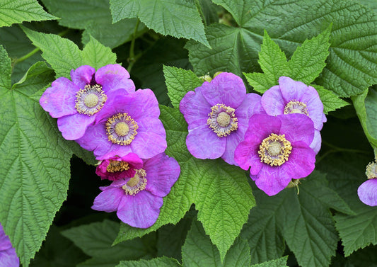 Purple Flowering Raspberry Rubus Odoratus – Thornless Edible Fruit Berry Seeds heirloom non-gmo organic garden seeds