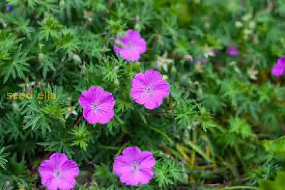 Purple Geranium Flower Seeds For Planting - Vibrant Garden Blooms