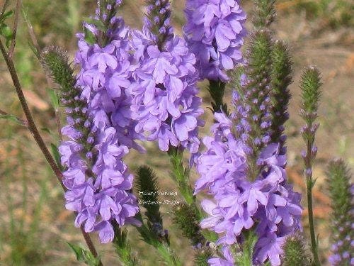 Purple Hoary Vervain Verbena Stricta Flower Seeds heirloom non-gmo organic garden seeds