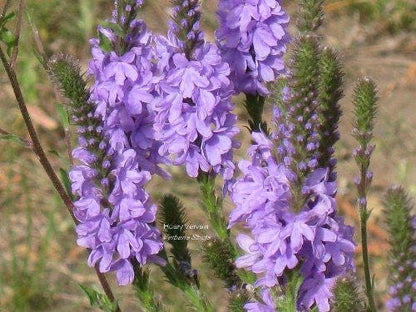 Purple Hoary Vervain Verbena Stricta Flower Seeds heirloom non-gmo organic garden seeds
