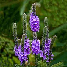 Purple Hoary Vervain (Verbena stricta) - Flower Seeds