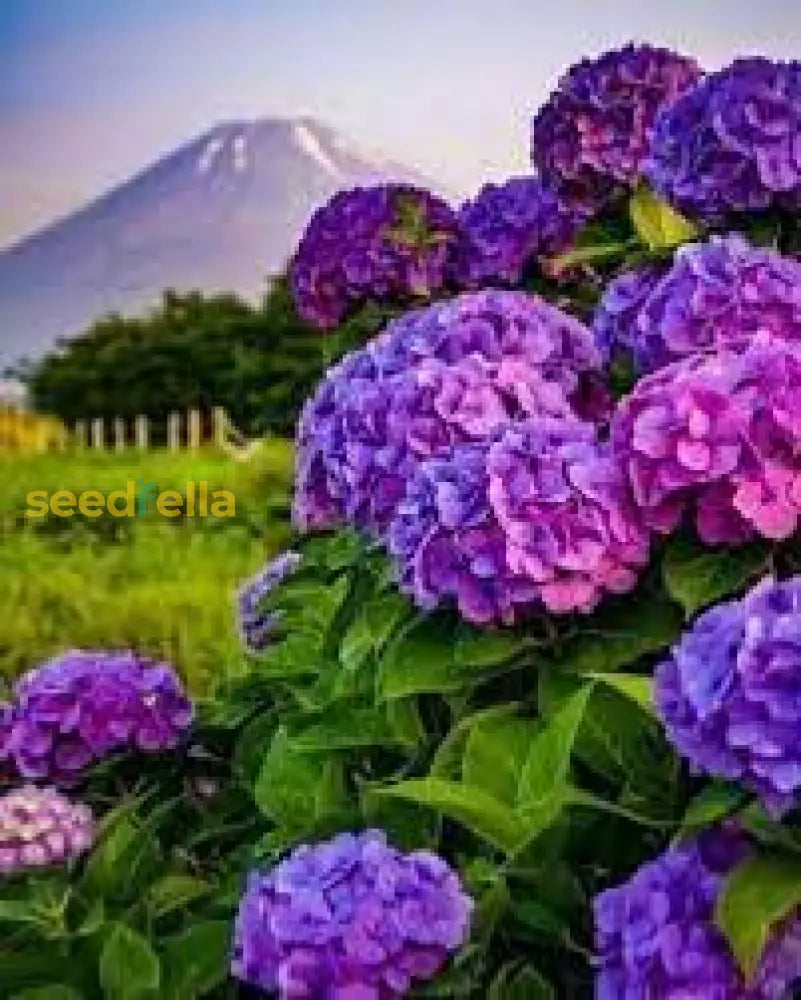 Purple Hydrangea Flower Seeds For Easy Planting