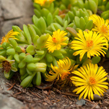 Yellow Ice Plant Flower Seeds