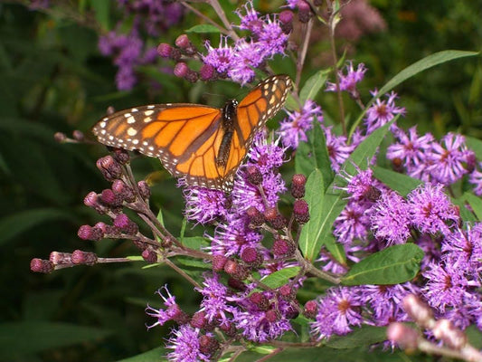 Purple Ironweed Vernonia Fasciculata Flower Seeds heirloom non-gmo organic garden seeds