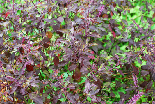 Purple Krishna Tulsi Holy Basil Ocimum Sanctum Tenuiflorum Herb Flower Seeds heirloom non-gmo organic garden seeds