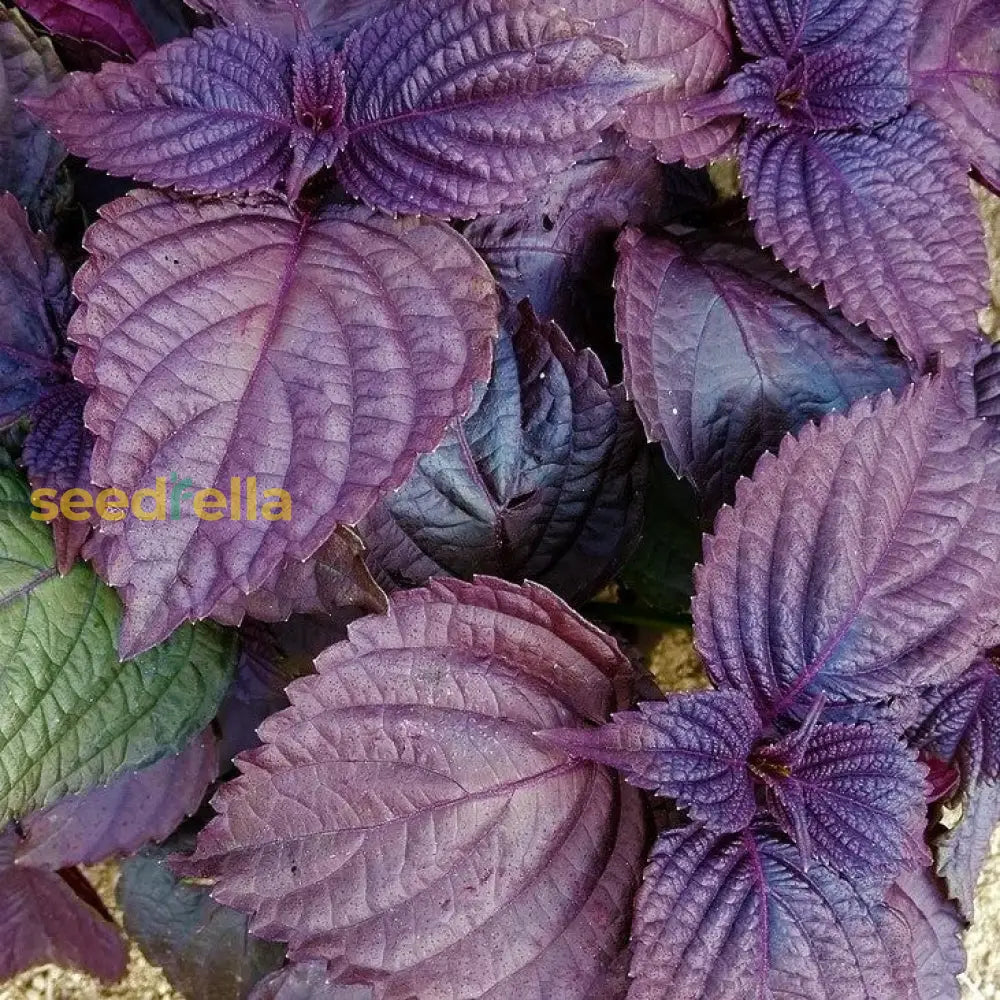 Purple Leaf Perilla Seeds For Easy Planting heirloom non-gmo organic garden seeds