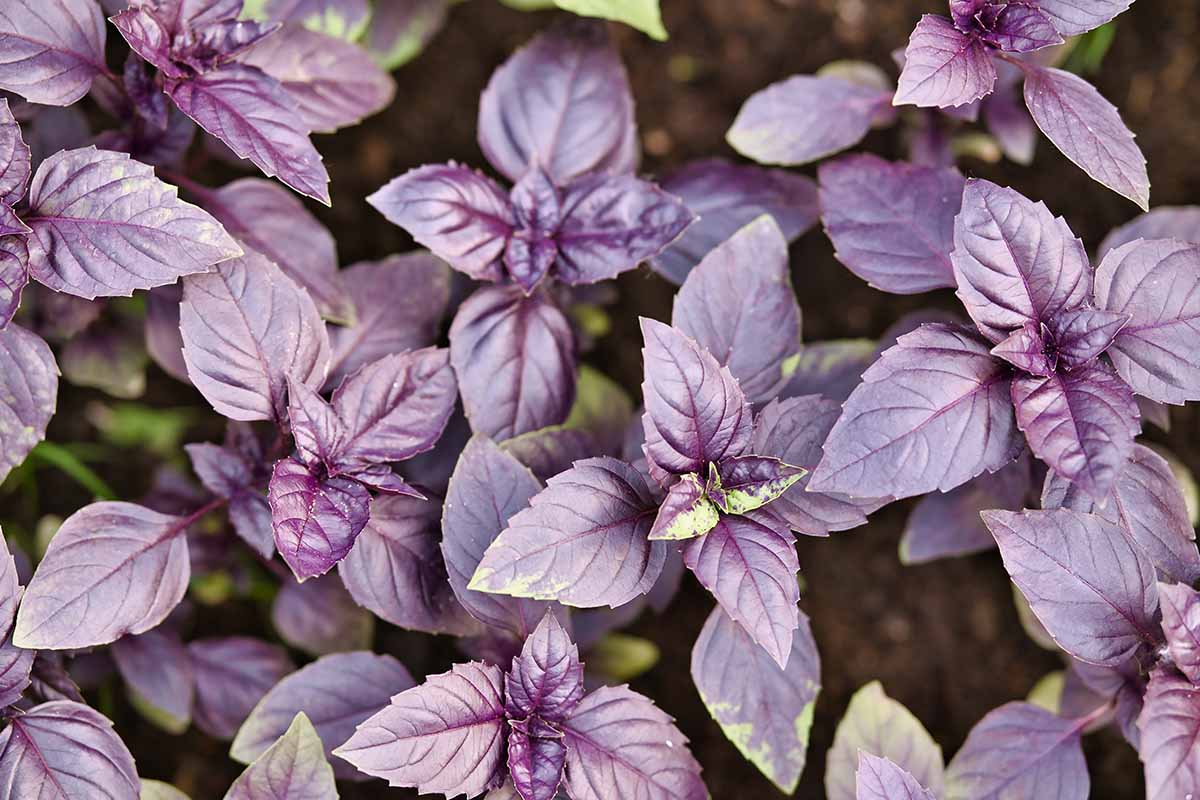 Dark Purple Opal Basil (Ocimum basilicum 'Dark Opal') Seeds