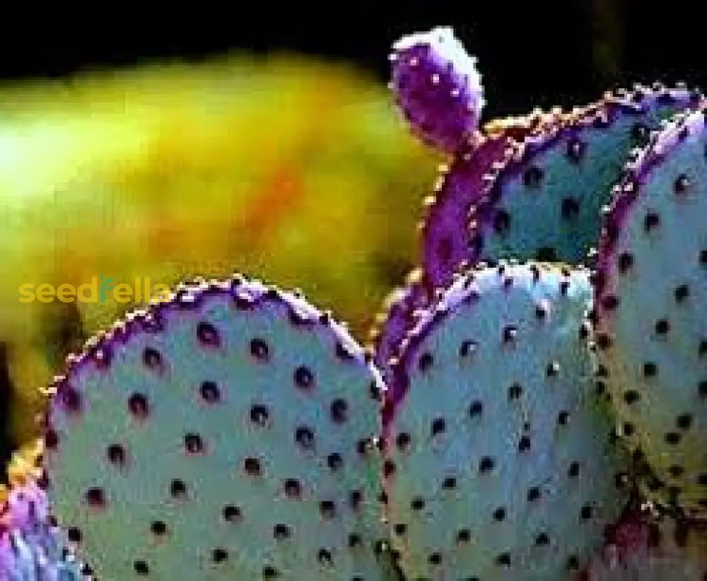Purple Opuntia Seeds Ideal For Desert Gardens And Easy Planting heirloom non-gmo organic garden seeds