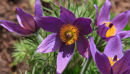 Pulsatilla Chinensis (Chinese Purple Pasque Flower) - Anemone Herb Seeds (50 Seeds)