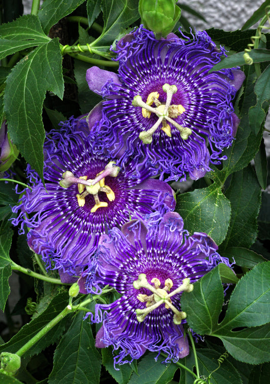 Purple Passion Flower Passion Fruit Granadilla Passiflora Incarnata Vine Seeds heirloom non-gmo organic garden seeds