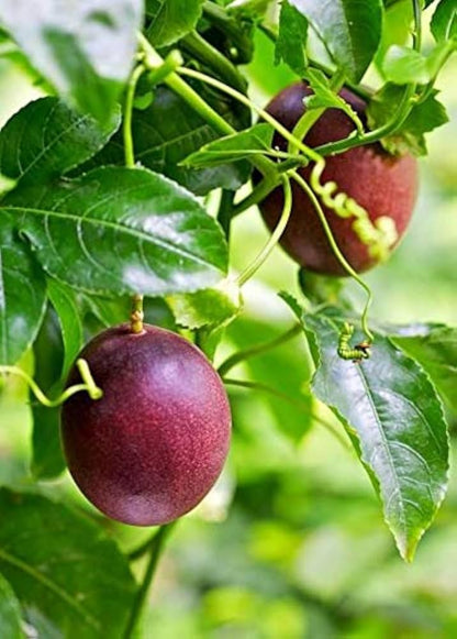 Purple Passion Fruit Seeds – Sweet, Tangy Fruit For Vine Gardens heirloom non-gmo organic garden seeds