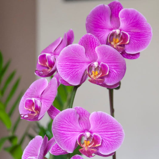 Phalaenopsis Orchid Flower Seeds