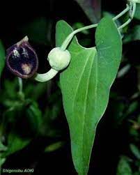 細長いマルハナバチソウ（Aristolochia debilis）濃紫色の花の薬草つる種子